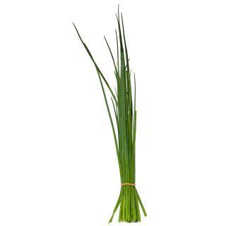 Schnittlauch